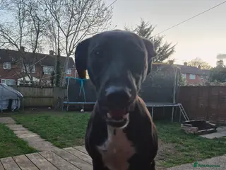 Mixed Breed dogs Spike - Advert 1