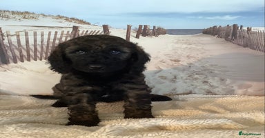 Mixed Breed dogs - Advert 8
