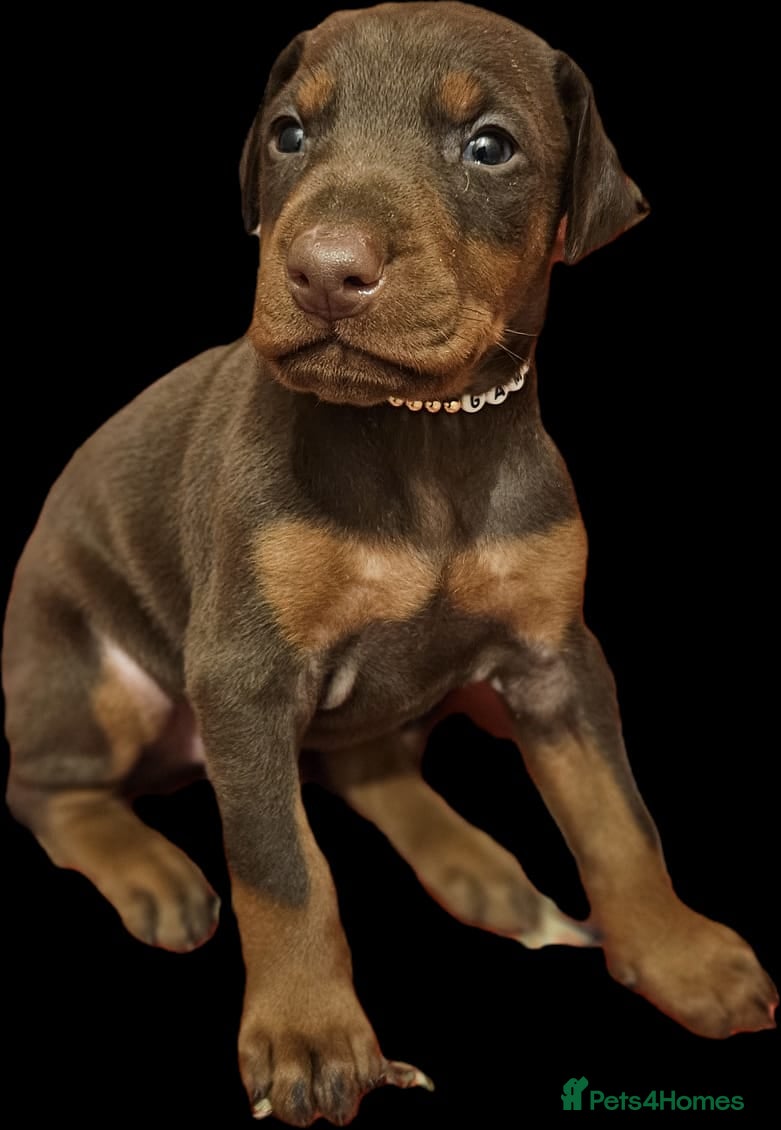 Dobermann dogs 🔥Top Quality Champion Bloodline KC registered 🏆 - Advert 1