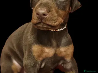 Dobermann dogs 🔥Top Quality Champion Bloodline KC registered 🏆 - Advert 5