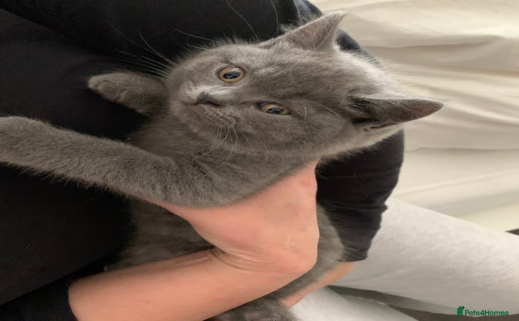 British Shorthair cats British Shorthair Blue Kittens 💛 Raised with Love - Advert 2