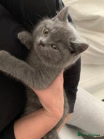British Shorthair cats British Shorthair Blue Kittens 💛 Raised with Love - Advert 12