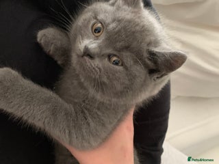 British Shorthair cats British Shorthair Blue Kittens 💛 Raised with Love - Advert 4