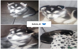 Utonagan dogs for sale: Maliky/ huskymute puppies  - Image 3