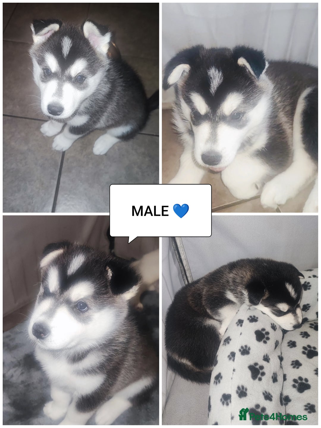 Utonagan dogs for sale: Maliky/ huskymute puppies  - Image 3