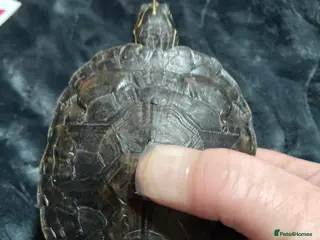 Turtle reptiles River cooter turtle - Advert 1