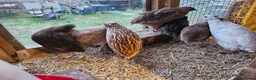 Quail poultry for sale: Coturnix quail celadon hatching eggs mixed colours - Advert 5