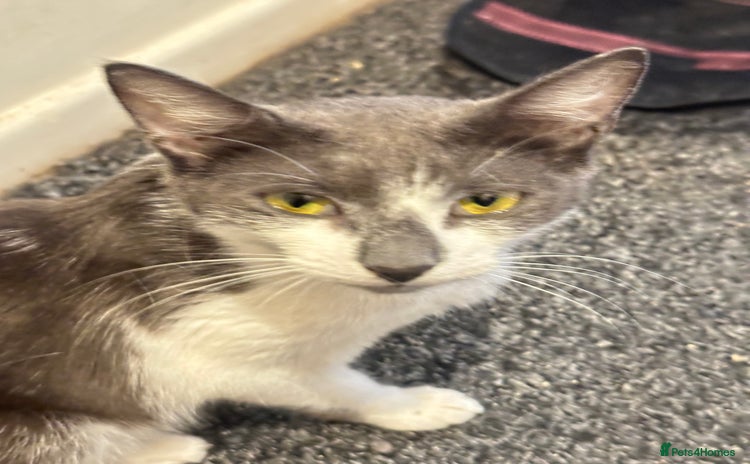 Domestic Shorthair cats - Advert 2