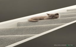 British Shorthair cats for sale: ACTIVE GCCF Lilac kitten - Image 6
