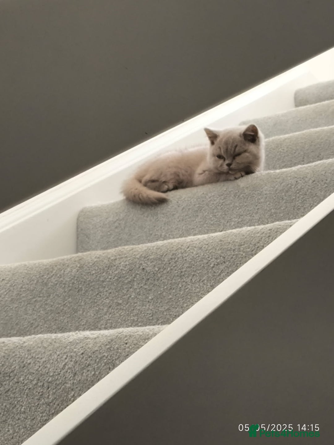 British Shorthair cats for sale: ACTIVE GCCF Lilac kitten - Image 6