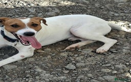 Mixed Breed dogs for adoption: Little Reggie wants to go home  - Image 9