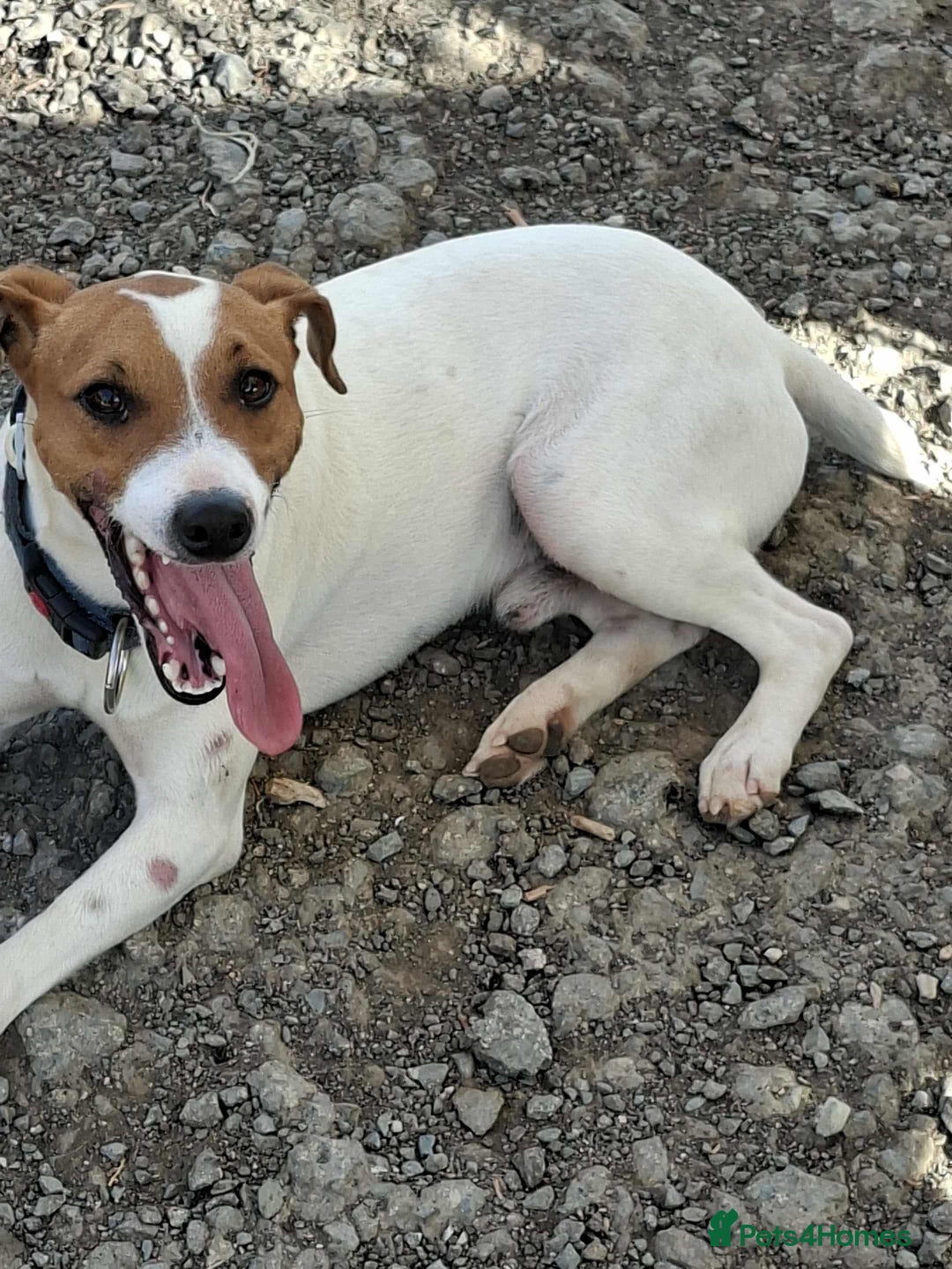 Mixed Breed dogs for adoption: Little Reggie wants to go home  - Image 9