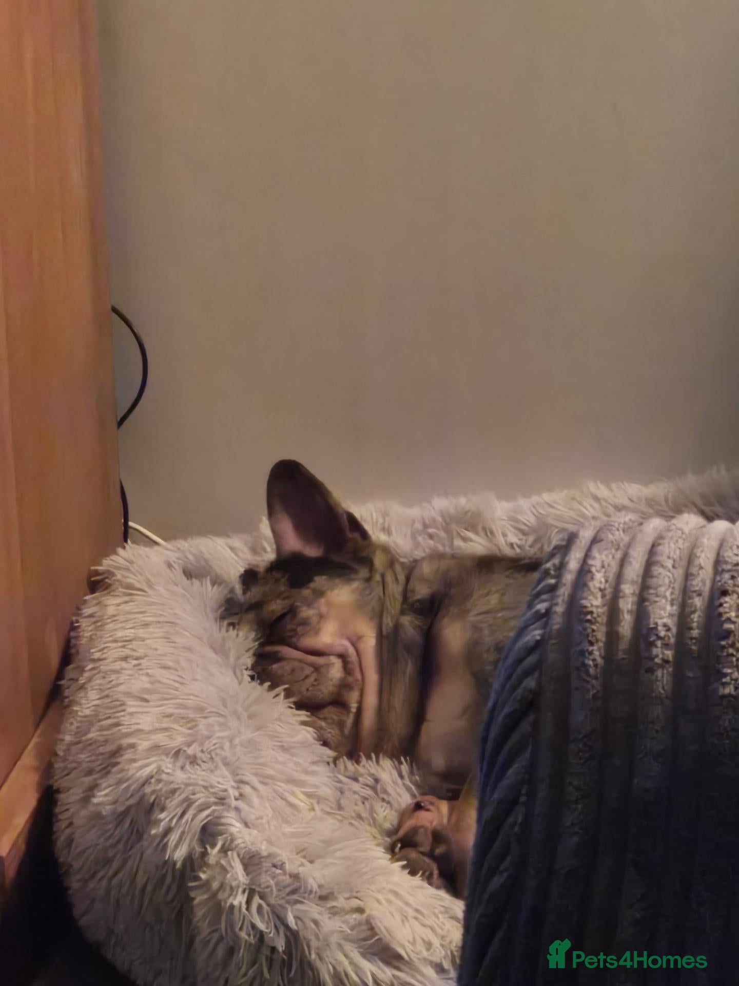 French Bulldog dogs 4 year old male French bulldog - Advert 16