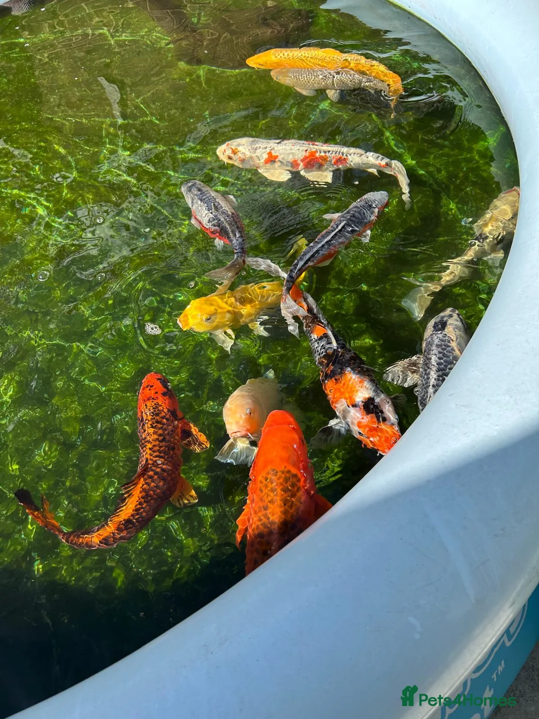 Koi Carp fish for sale: Koi Carp in London - Advert 2
