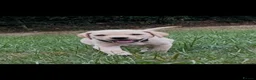 Labrador Retriever dogs for sale: Excellent KC Registered Labrador puppies in Welshpool - Advert 7