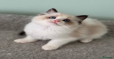 Ragdoll cats - Advert 10