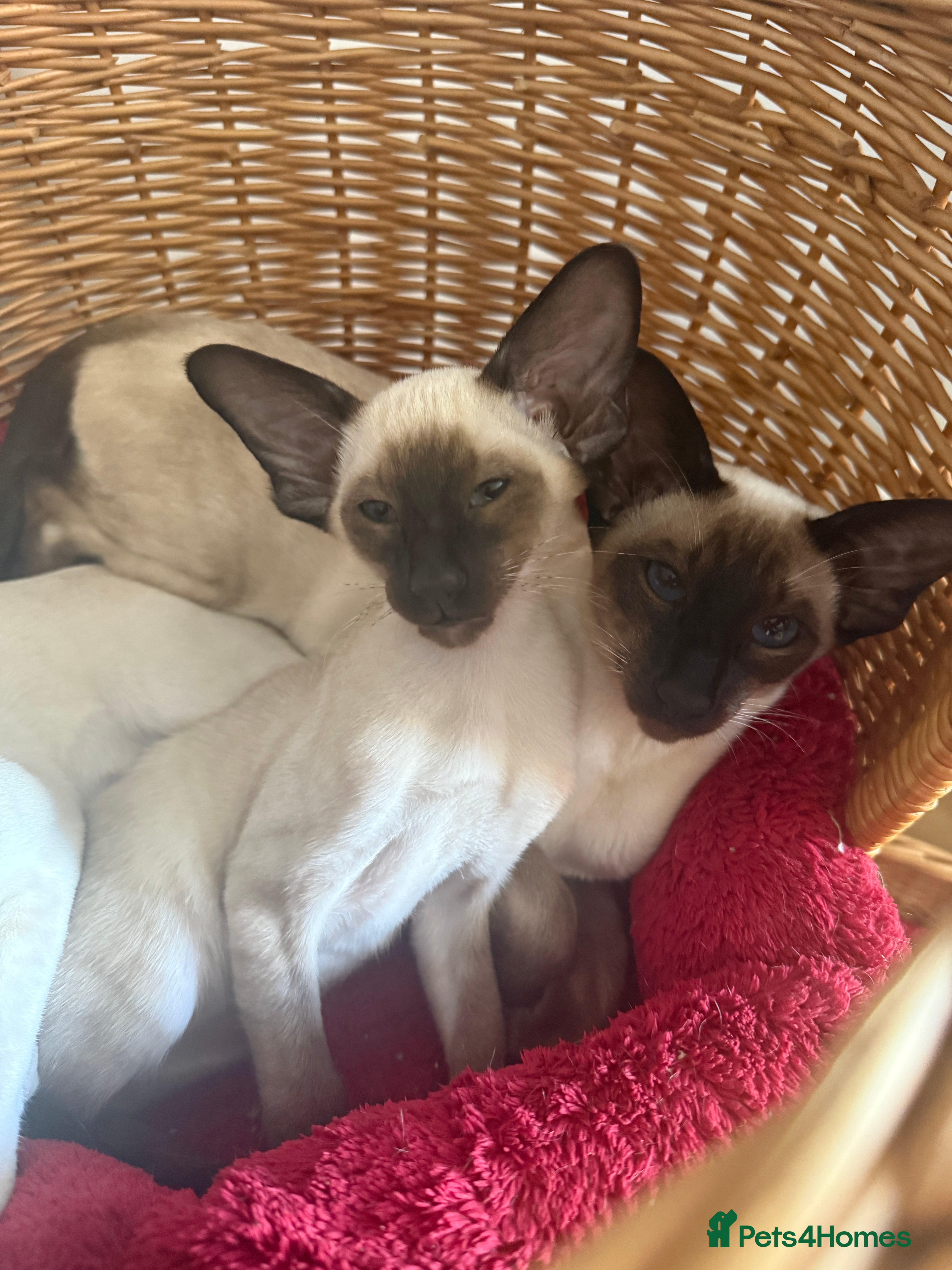 Siamese cats GGCF registered seal point kitten  - Advert 12