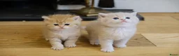 British Shorthair cats for sale: Gorgeous BSH golden kittens pedigree TICA - Advert 6