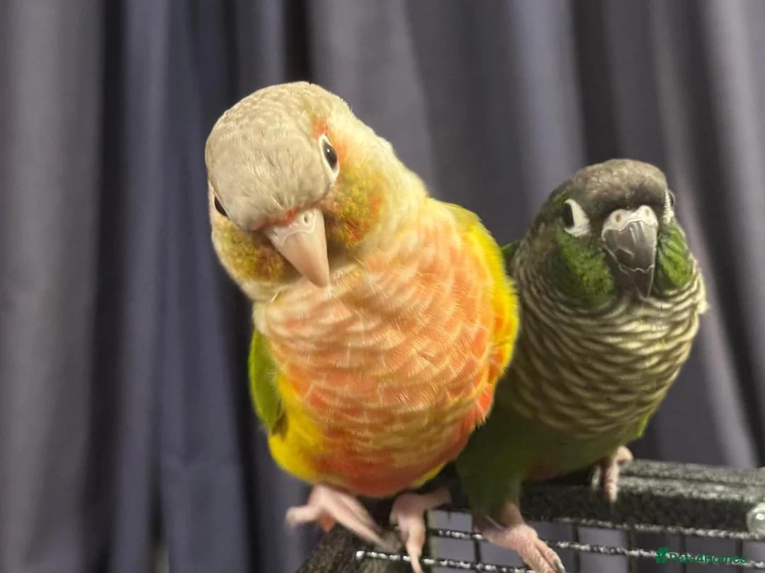 Conures birds for sale: Bonded Pair of Conures Tamed - Advert 1