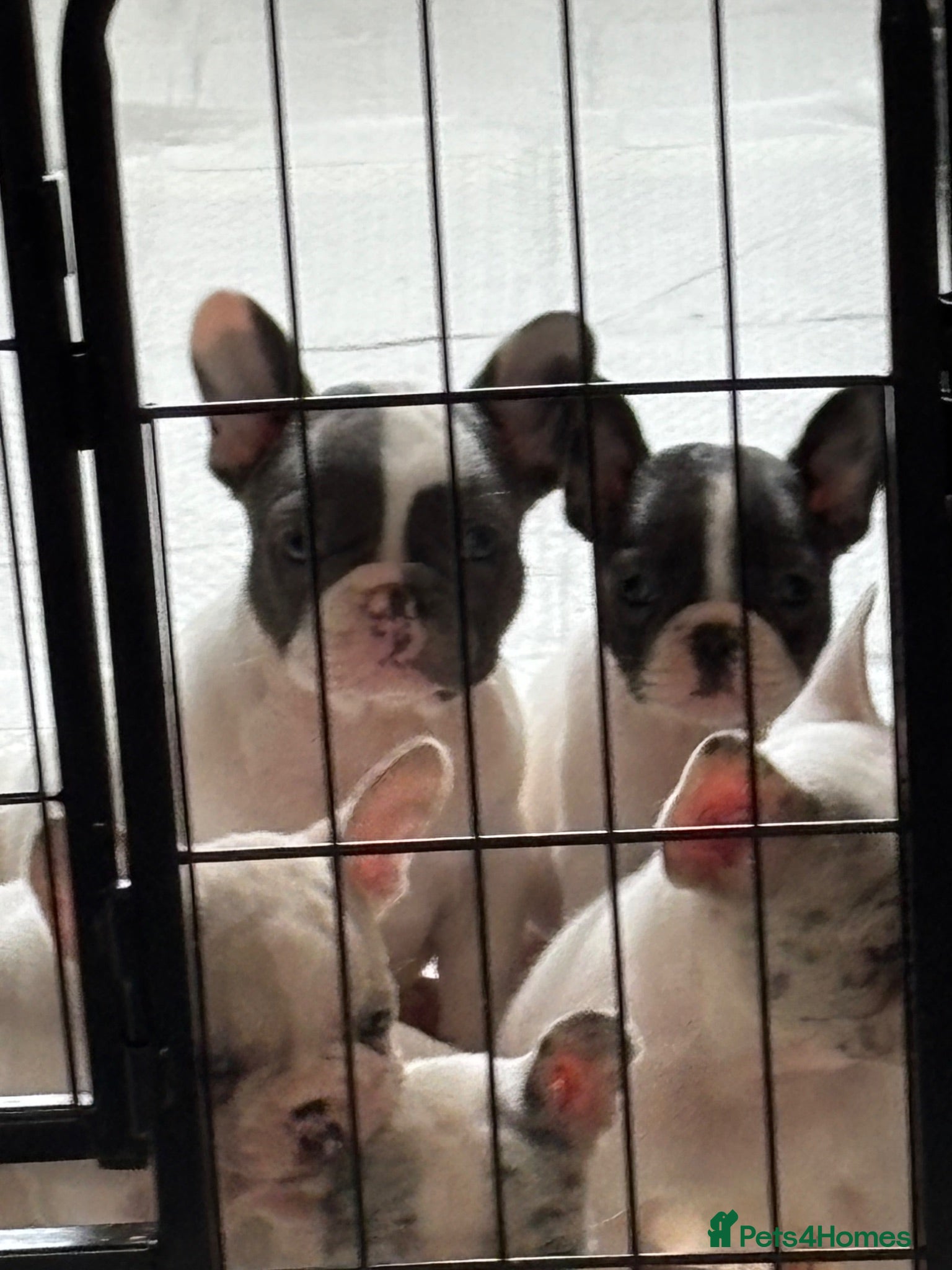 French Bulldog dogs LAST 2 REDUCED £750 KC Reg Pied French Bulldogs  - Advert 9