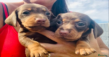 Miniature Dachshund dogs - Advert 2