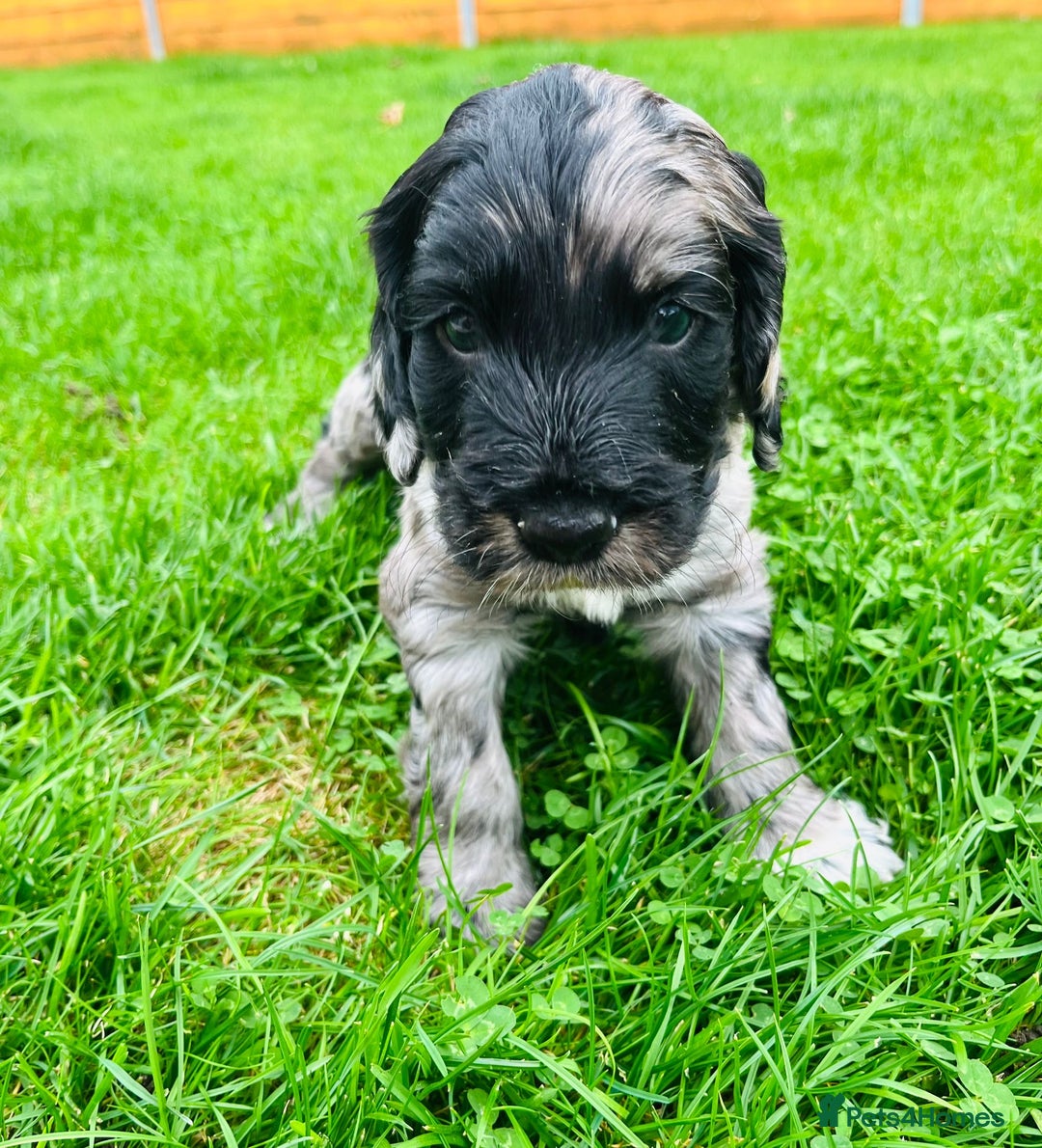 Cockapoo dogs for sale: Cockapoo Babies 🐾🐾🐾 - Image 7