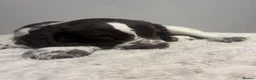Sprocker dogs for sale: Adorable Sprocker Puppies in Bridgwater - Advert 6