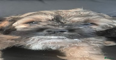 Mixed Breed dogs - Advert 9