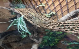 Dragon reptiles for sale: Female Australian Water Dragon  - Advert 3
