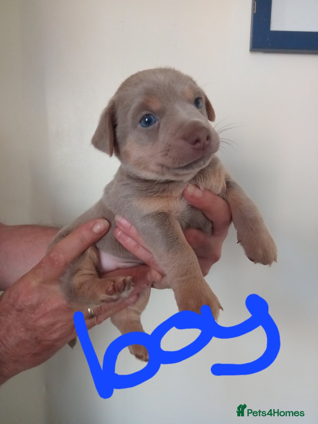 Jack Russell dogs for sale: Lilac/Blue Jack Russell puppies  in Hornchurch - Image 6