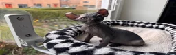 Sphynx cats for sale: Gorgeous Elf ear Sphynx boy - Advert 5