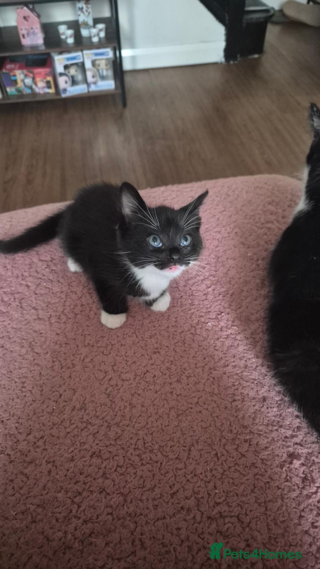 Mixed Breed cats Friendly kittens available  - Advert 22