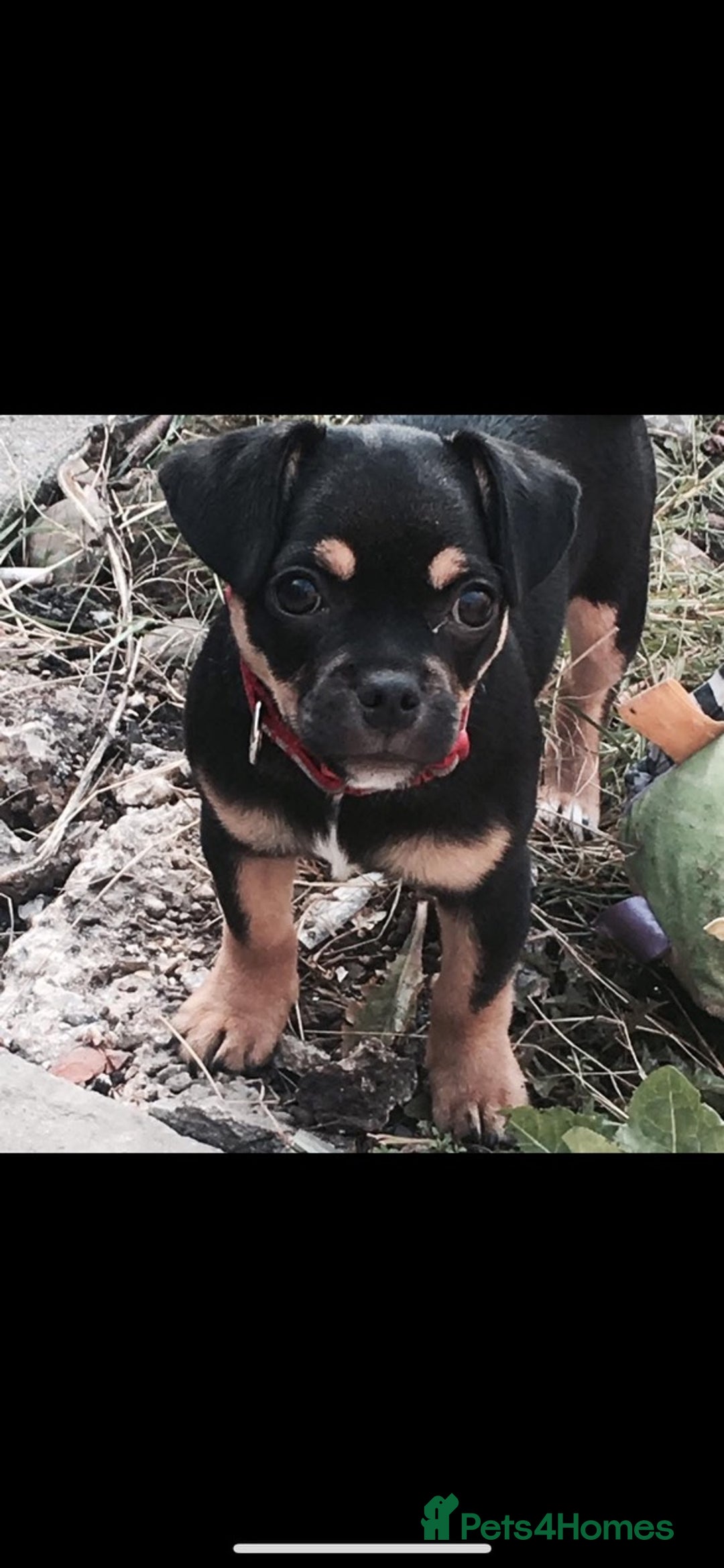 Jug dogs for sale: Jug pups  - Advert 7