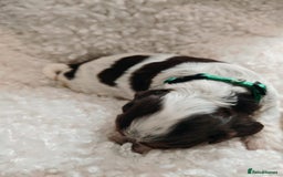 Cocker Spaniel dogs for sale: Kc show cocker spaniel puppies  - Image 5