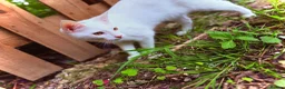 Maine Coon cats for sale: Gorgeous boy  - Advert 2