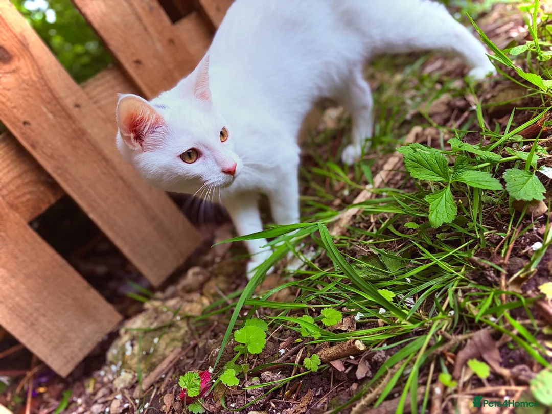 Maine Coon cats for sale: Gorgeous boy  - Advert 2