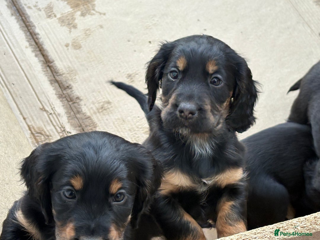 Cocker Spaniel dogs for sale: Beautifully marked Cocker Spaniel Pups For Sale - Advert 7