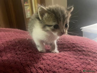 British Shorthair cats British Short Hair Kitten for sale 4 weeks old - Advert 1