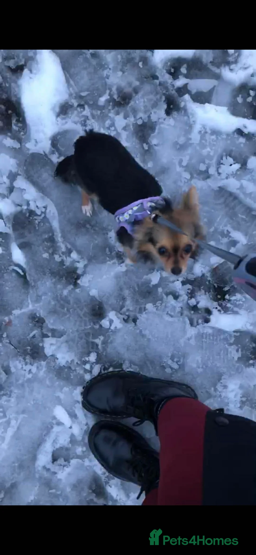 Chihuahua dogs for sale: Female chihuahua  - Advert 2