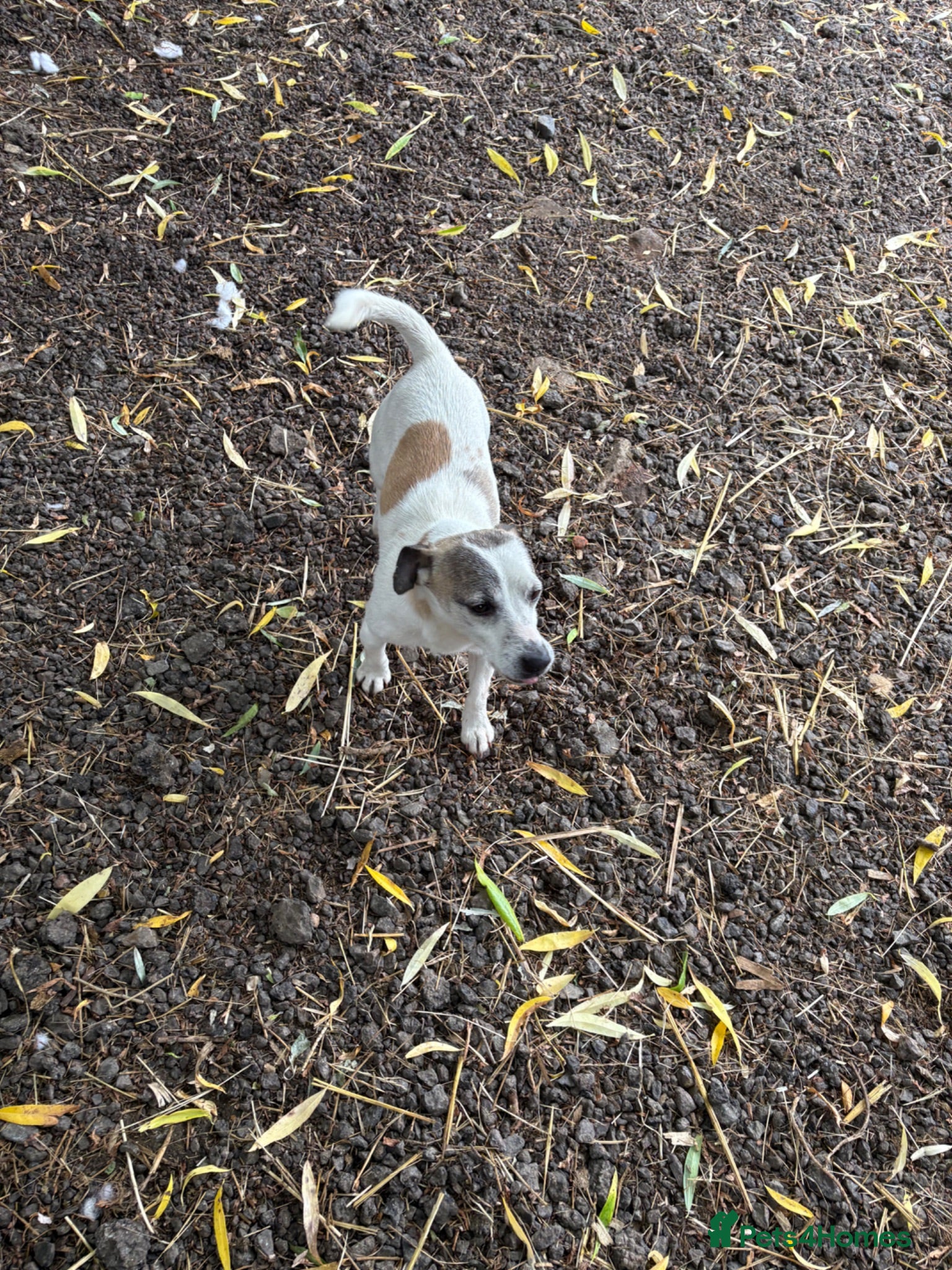 Jack Russell dogs Jack Russel male  - Advert 13