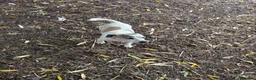 Jack Russell dogs for sale: Jack Russel male  - Advert 1