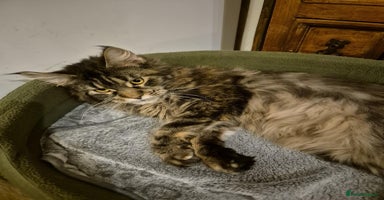 Maine Coon cats Maine coon - Advert 4