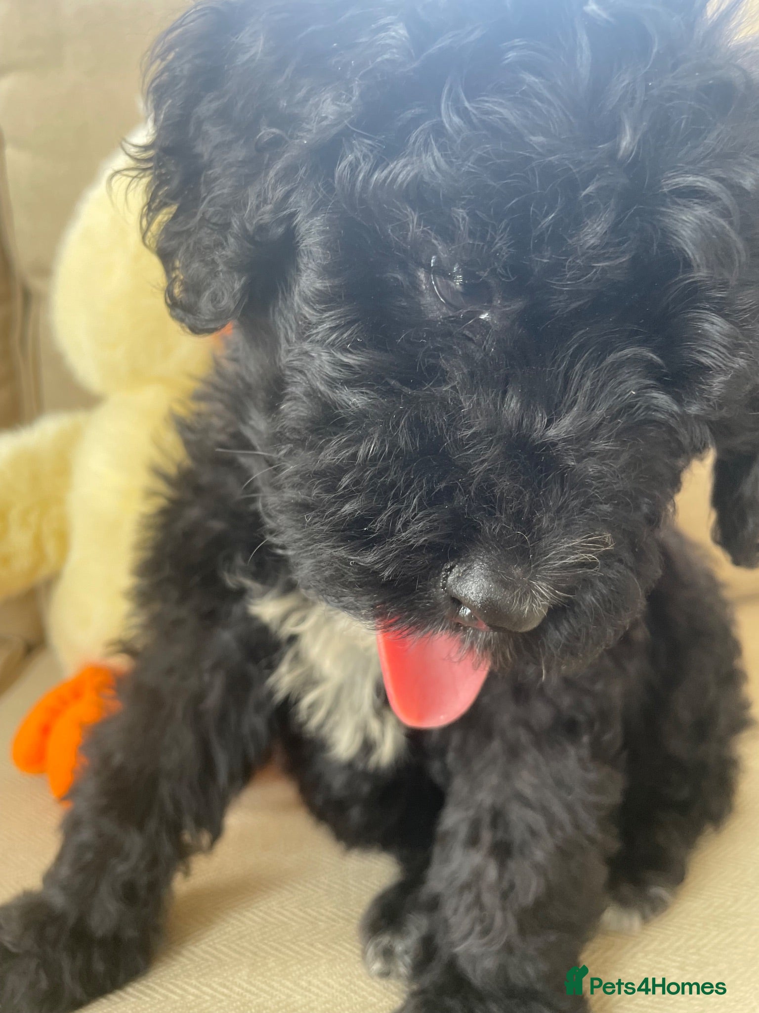 Bernedoodle dogs F1 STANDARD BERNADOODLE DOLLY B/W GIRL REDUCED - Advert 2