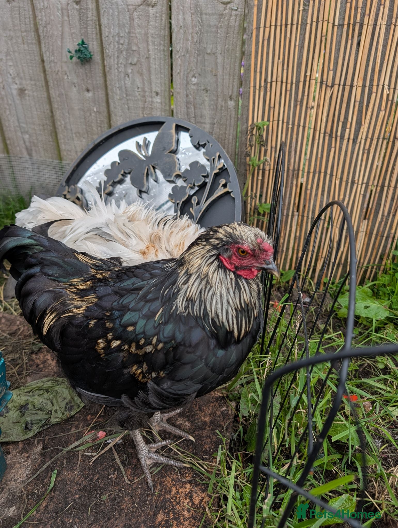 Chickens poultry Roosters need good home  - Advert 3