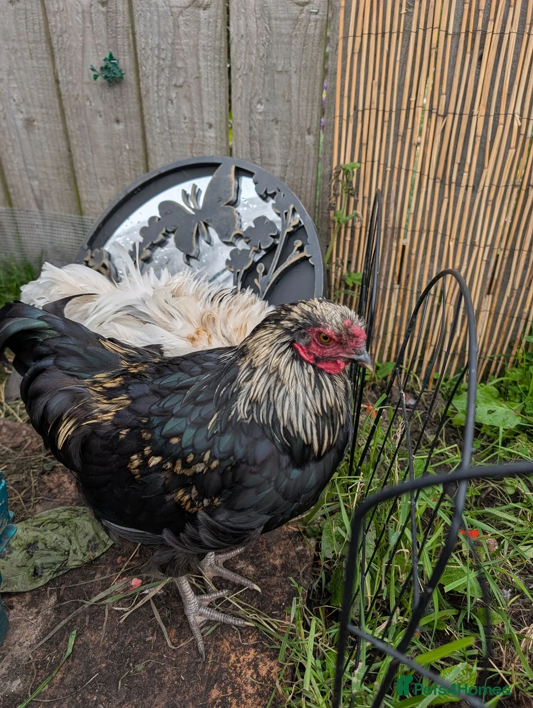 Chickens poultry for sale: Roosters need good home  - Advert 1