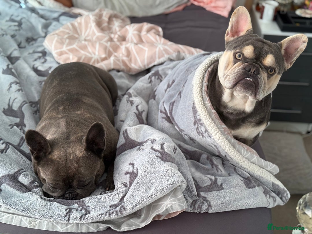 French Bulldog dogs for sale: Beautiful French bulldog boy 1 year old - Image 5
