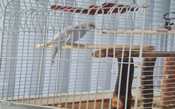 Budgerigars birds for sale: Budgie  - Image 1