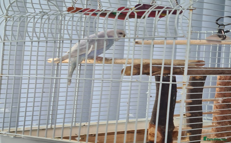 Budgerigars birds - Advert 5