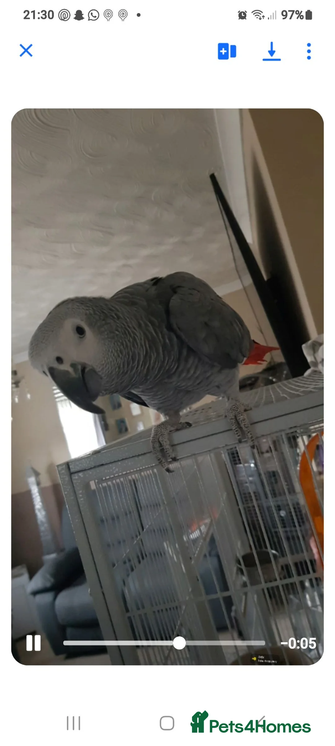 Parrots birds for sale: AFRICAN GREY MALE 8YEARS OLD  - Advert 2