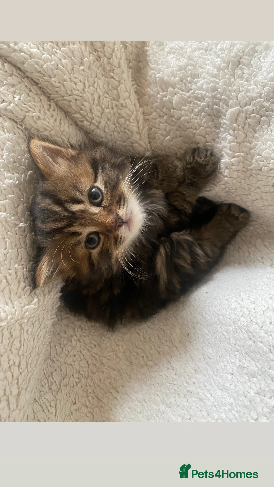 Mixed Breed cats for sale: 🤍 Male kitten 🤍 - Advert 7